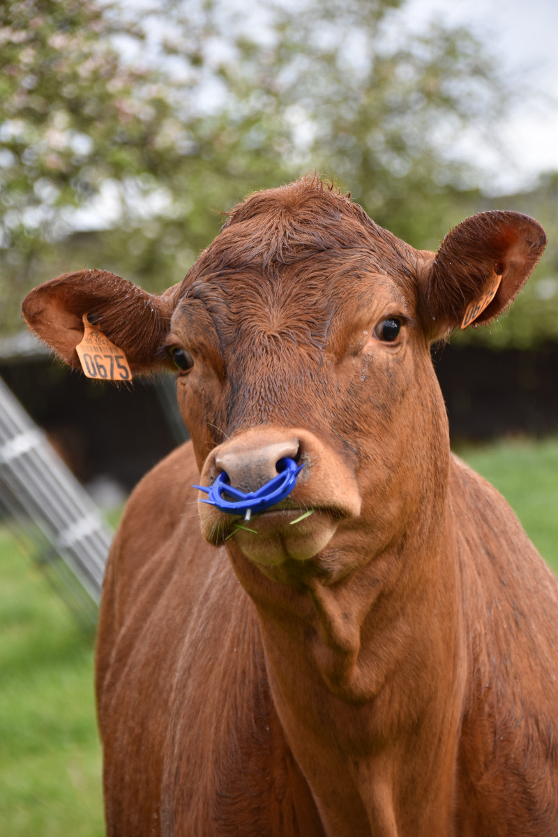 Cow with nose ring so they cannot drink from mother